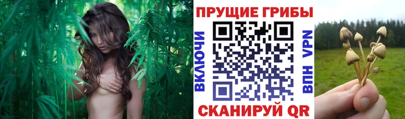 Галлюциногенные грибы Magic Shrooms  MEGA ссылки  Избербаш 